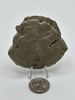 Load image into Gallery viewer, Pyrite Dollar, Sparta, Illinois