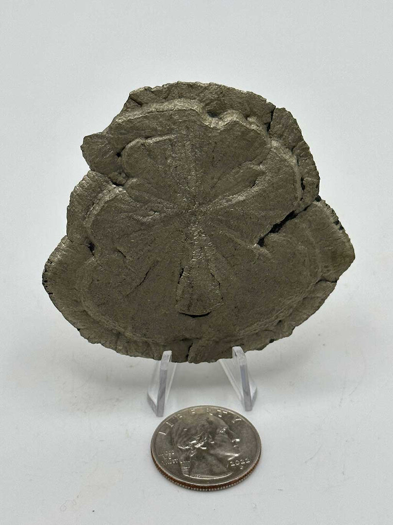 Pyrite Dollar, Sparta, Illinois