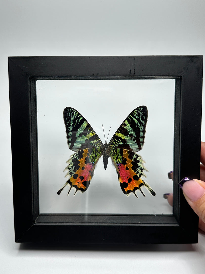 Butterfly/Moths